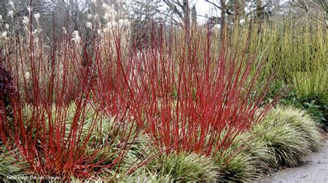 Grow Red Twig Dogwoods For Winter Color Grow Beautifully Garden