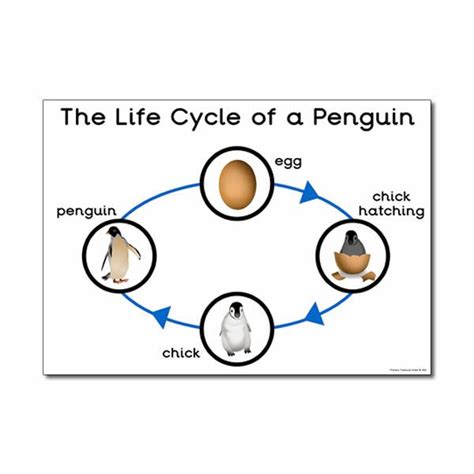 Life Cycles Teaching Resources Living Things Animal Life Cycles