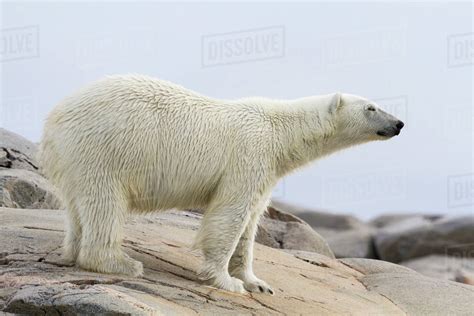 Norway Svalbard Close Up Of Polar Bear Standing On Stony Ground