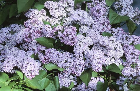 How To Prune Lilacs To Prevent Legginess Lilac Bushes Lilac Tree