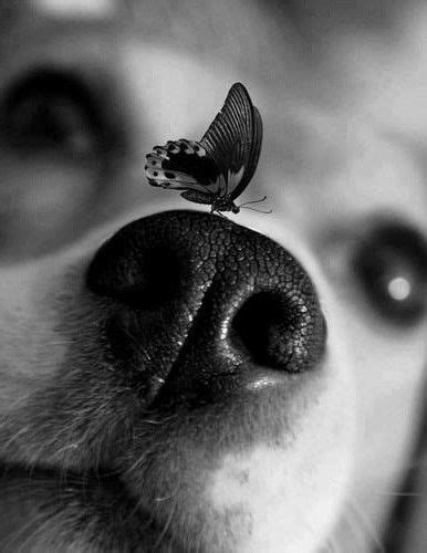 Dog Has A Butterfly On Its Nose Animals Beautiful Dogs Animals