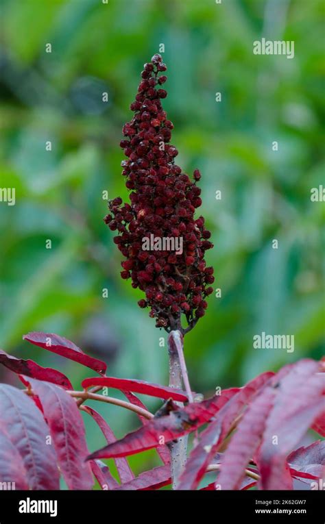 Smooth Sumac Rhus Glabra In Fall With Fruit Stock Photo Alamy