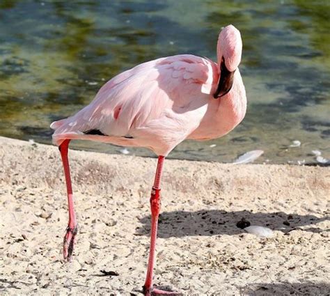 So This Is Why Flamingos Stand On One Leg