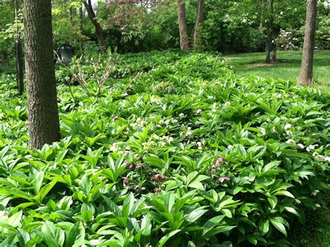 Hellebores Ground Cover Shade Loving Perennials Ground Cover Plants