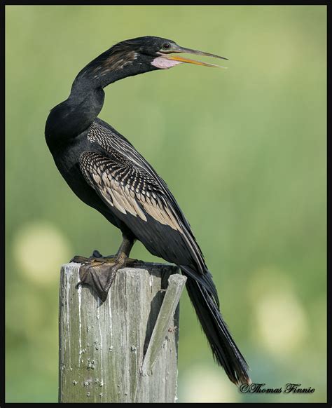 Thomas Finnie Photography Summer Marsh Birds In Louisiana