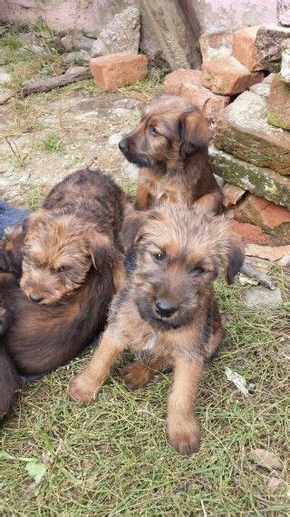 Ready to go, with first shots, dewormed and also comes with a lifetime health and temperament guarantee. Irish Terrier Puppies For Sale | Austin, TX #171281