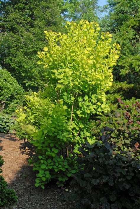 Cotinus Coggygria Common Smoketree Smokebush Smoketree North