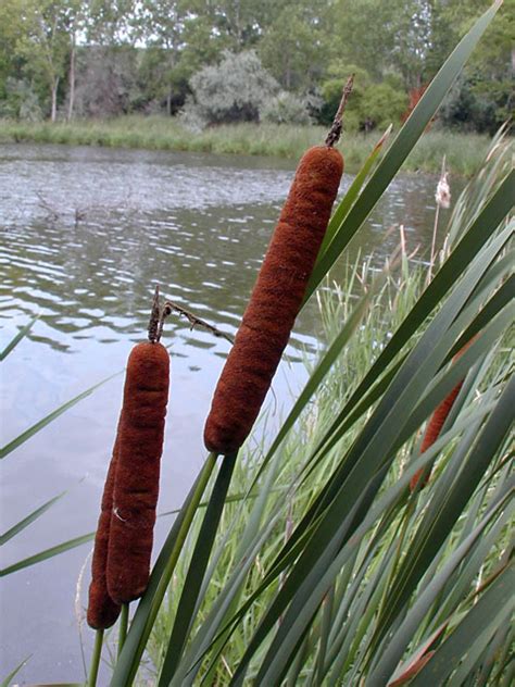 Wild Edible And Medicinal Plants The Cattail Has Many Common Uses