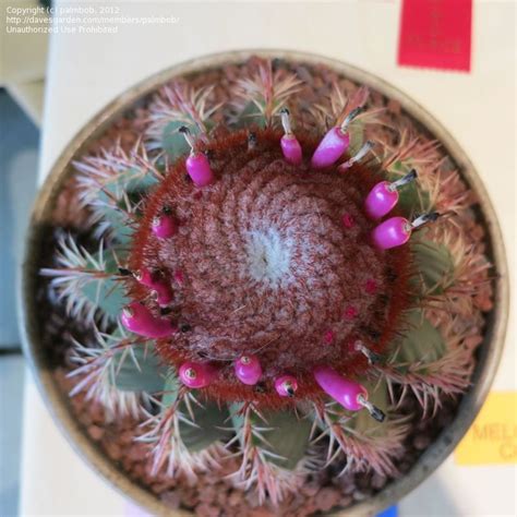 You can harvest them yourself. PlantFiles Pictures: Melon Cactus (Melocactus disciformis ...