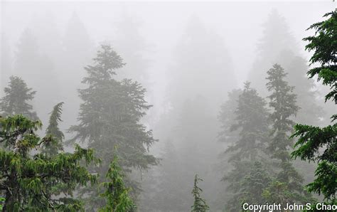 Evergreen Forest Shrouded In Fog In Mt Rainier National Park Wa John