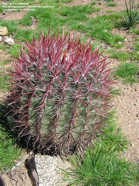 Plantfiles Pictures Ferocactus Species Biznaga Fire Barrel Cactus