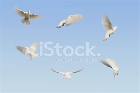 Doves In Flight Stock Photo Royalty Free Freeimages