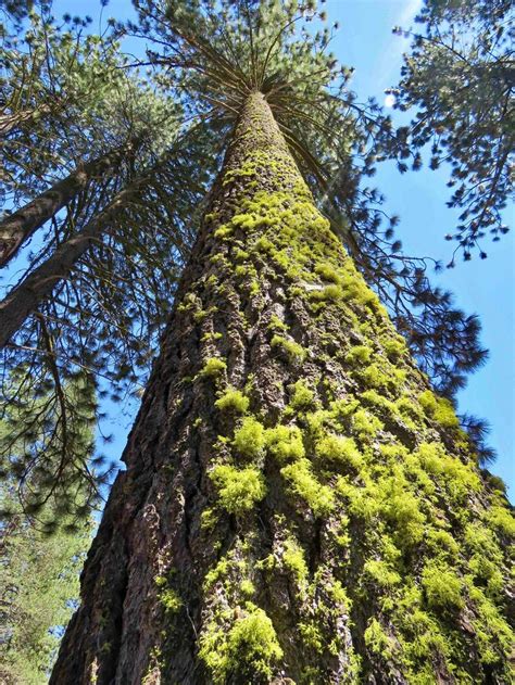Redwood Giant Coastal Redwood Redwood Tree Sequoia Sempervirens