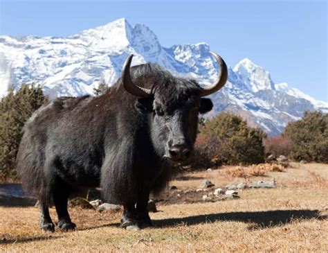 10 Incredible Yak Facts A Z Animals