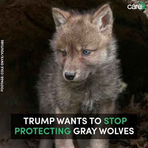 Sign The Petition Keep The Gray Wolves Protected Under The Endangered
