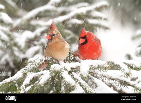 Pair Of Northern Cardinals Hi Res Stock Photography And Images Alamy