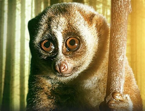 Los tres documentales sobre animales disponibles en Netflix