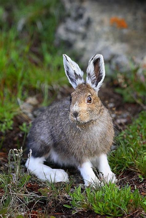 Annie snowshoe snowsharehare hare yamio anniverse hyannanatsu annielender. snowshoe hare | Animals, Animals beautiful, Animals friends