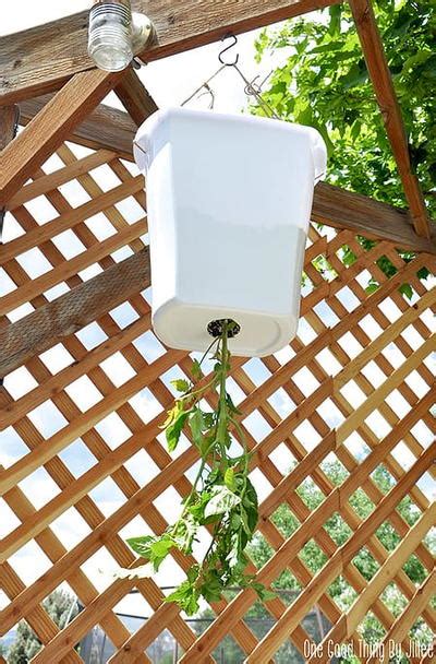 Then stand back and cross your fingers yours will someday look like this…………………… DIY Upside-Down Tomato Planter | DIYIdeaCenter.com