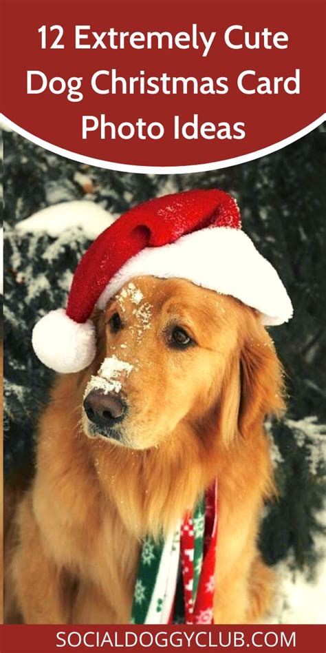 12 Extremely Cute Dog Christmas Card Photo Ideas Dog Photo Christmas