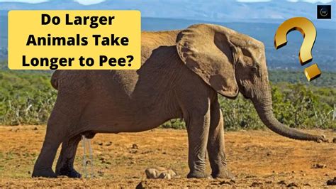 Do Larger Animals Take Longer To Pee The A Team Youtube