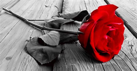 Check spelling or type a new query. puisi mawar berduri ~ setengah indah