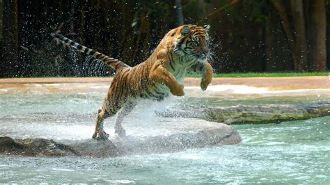 Beautiful 1080p Hd Tiger Wallpaper ~ Hd Wallpapers And Images