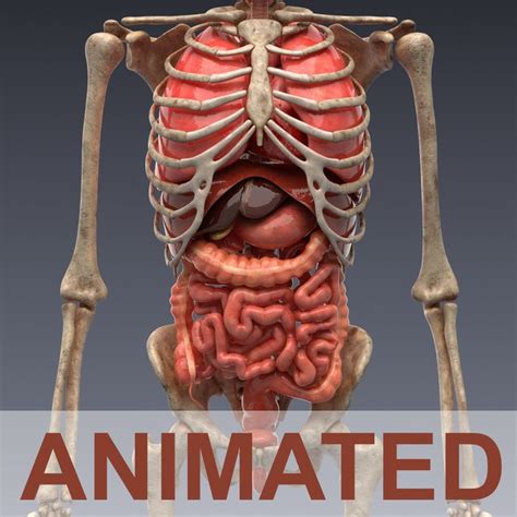Realistic Human Internal Organs 3d Model In 2020 Anatomy Organs