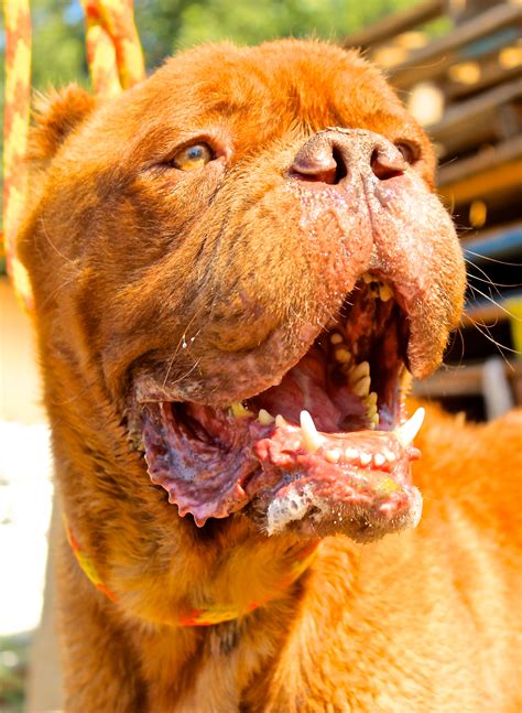 Hooch Abused Dog With No Tongue Miraculously Adjusts To