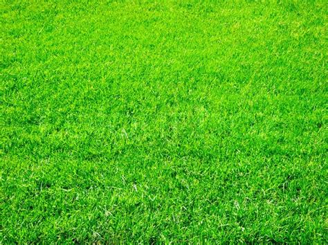 Details 300 Light Green Grass Background Abzlocalmx