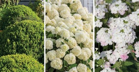 Plant Combinations Tried And True Classics Southern Living Plants