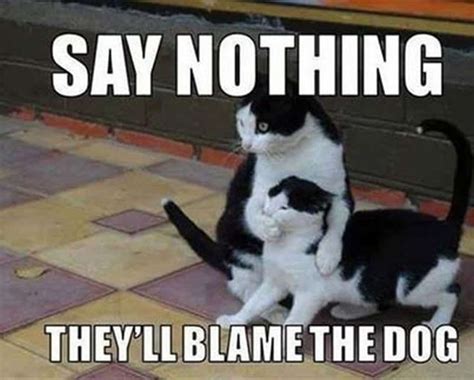 26 Funniest Cat Memes In The World Factory Memes