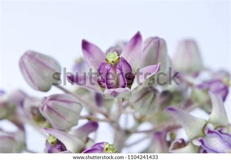 Purple Crown Flower Giant Indian Milkweed Stock Photo 1104241433