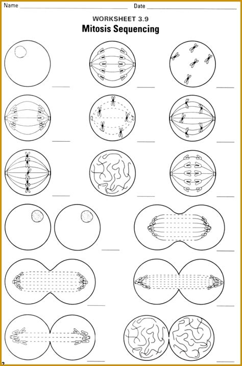 How is meiosis related to sexual reproduction? 7 Meiosis Worksheet | FabTemplatez