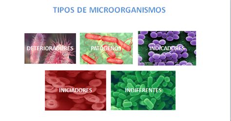 Microbiologia Clasificacion De Los Microorganismos