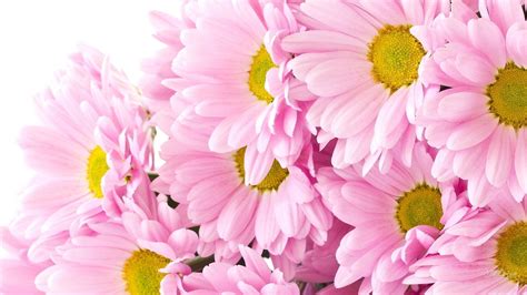 Chrysanthemum Wallpapers Wallpaper Cave