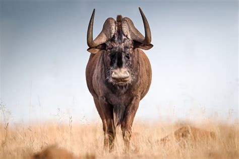 Black Wildebeest Interesting Facts About The White Tailed Gnu
