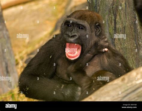 Gorilla Screaming Hi Res Stock Photography And Images Alamy