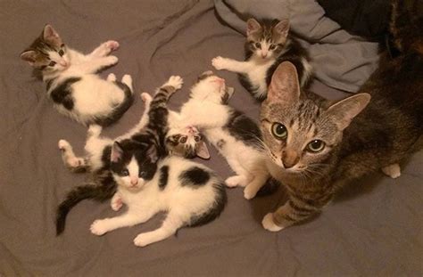 Funny Pets 22 Adorable Pictures Of Mother Cats And Their Kittens