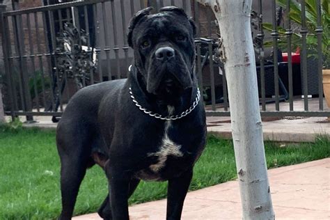 75 Cane Corso Breeders In Mississippi Image Bleumoonproductions