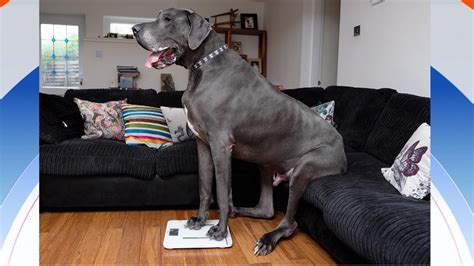 Meet Balthazar The Biggest Dog In England He Weighs Over 210 Pounds
