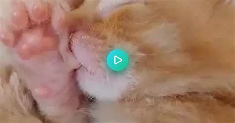 Kitten Sucking His Thumb Album On Imgur