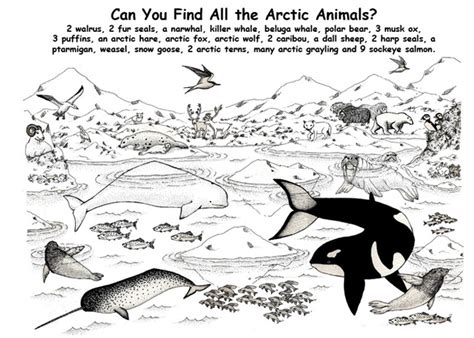 Arctic Animals Coloring Pages Coloring Pages