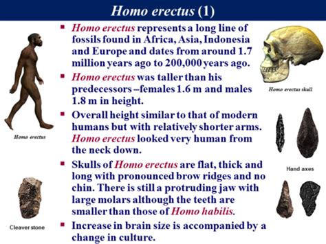 B32 Human Evolution Fossil Evidence 1 By Uk Teaching Resources Tes