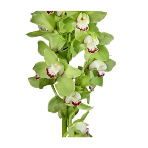 Cymbidium Orchid Stem Weston Pembroke Pines Plantation Fl Florist Art Of Flowers Weston