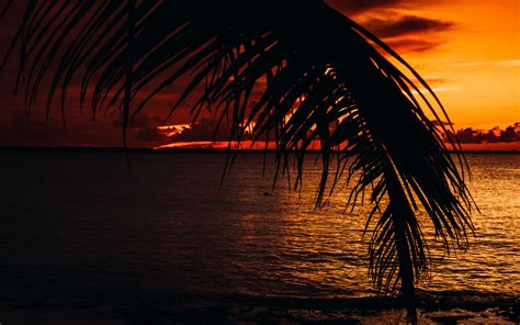 Download Wallpaper 3840x2400 Palm Sea Sunset Dark Twilight 4k Ultra