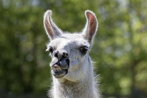 8 Facts About Llamas