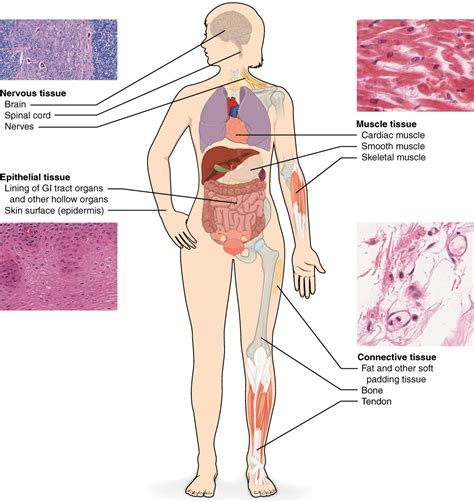 The lower part of the trunk is the abdominal cavity. Types of Tissues · Anatomy and Physiology