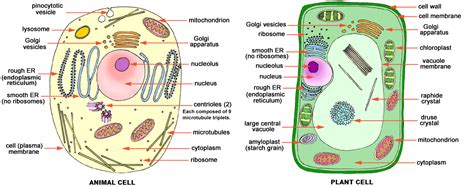 Differences between plant and animal cells are summarized in the following table. human cells vs plant cells vs bacteria cell - Google ...