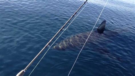 Magnificent 18 Foot Great White Shark Caught In The Wild On An Iphone